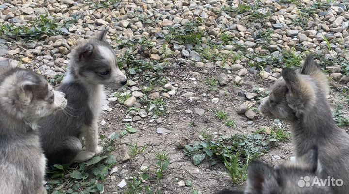 Щенки бесплатно