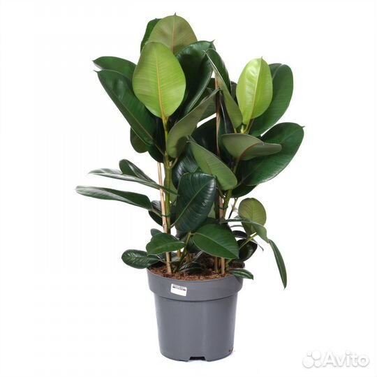 Неприхотливые растения