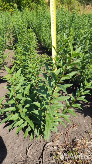 Декоративные растения