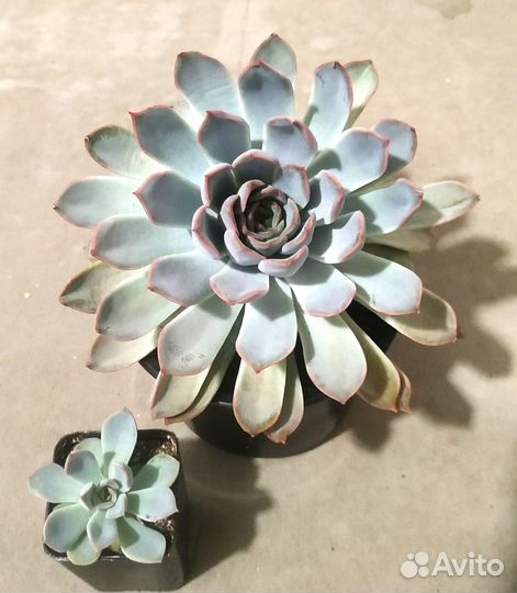 Суккуленты