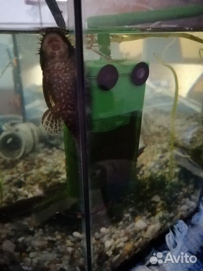 Данио гло, сомики анцитрусы