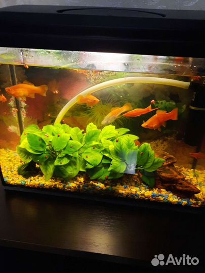 Аквариум с рыбами, рыбы, расстения