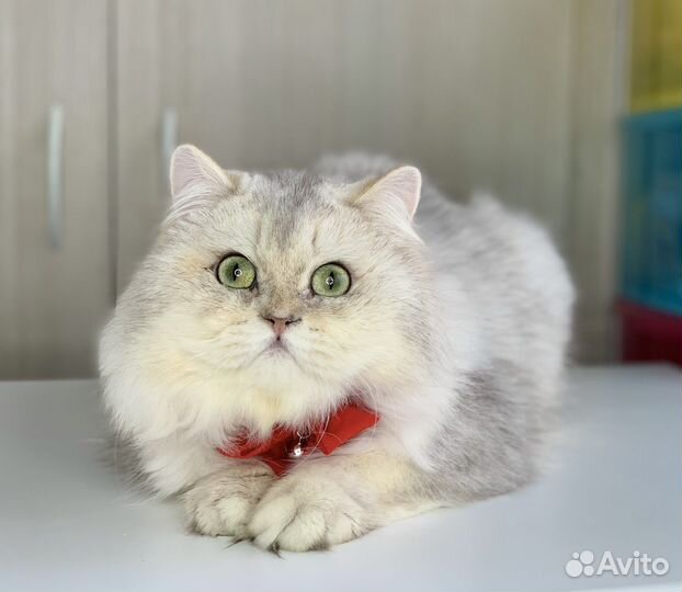 Серебристая шиншила мальчик