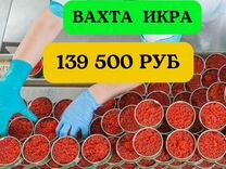 Вахта стикеровщик икра. Питание проезд 17 смен