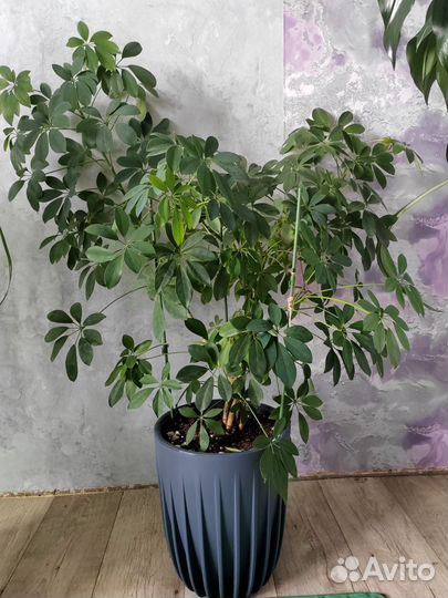 Комнатные цветы шефлера