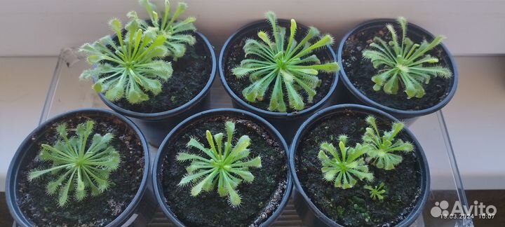 Росянка (спатулата,алисия,снидери,венуста,капская)