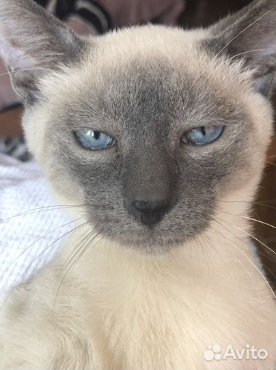 Токинские котята. Токинез