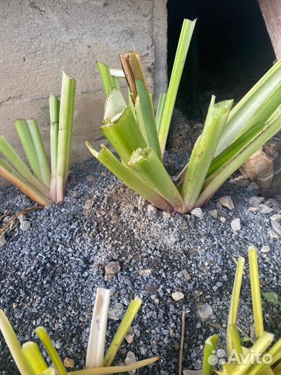 Ирис Жёлтый