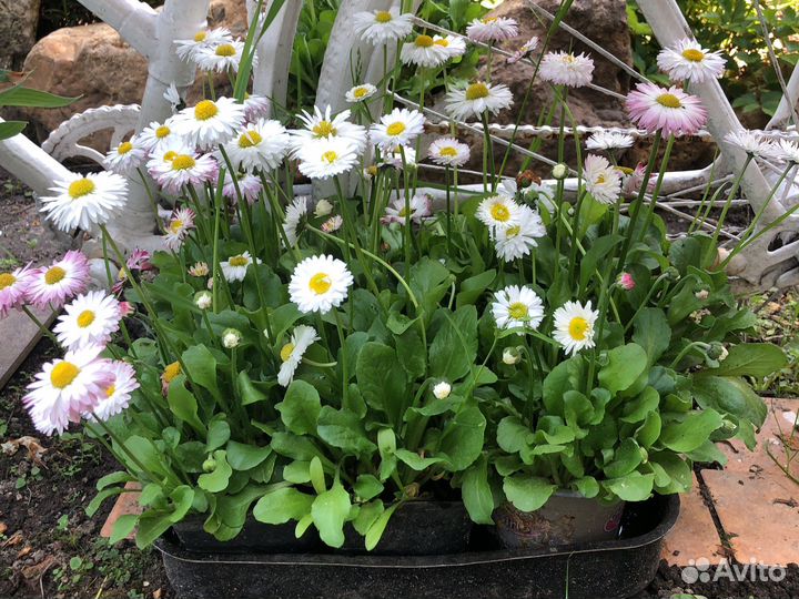 Многолетние цветы: хоста, астильба, маргаритки