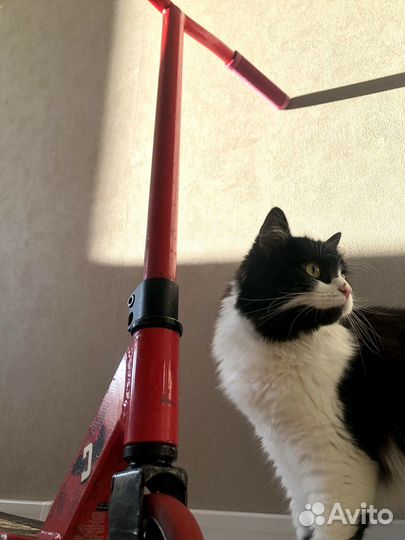 Трюковой самокат dominator