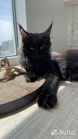 Котята мейн-кун