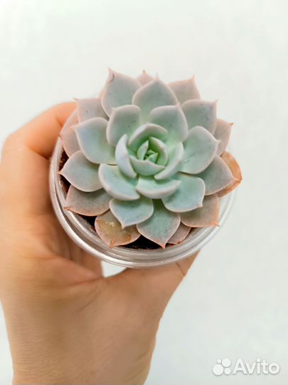 Суккуленты