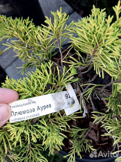 Можжевельник