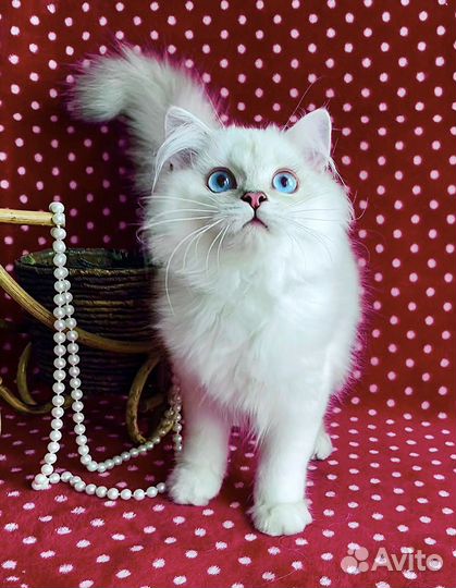 Роскошный голубоглазый красавец)