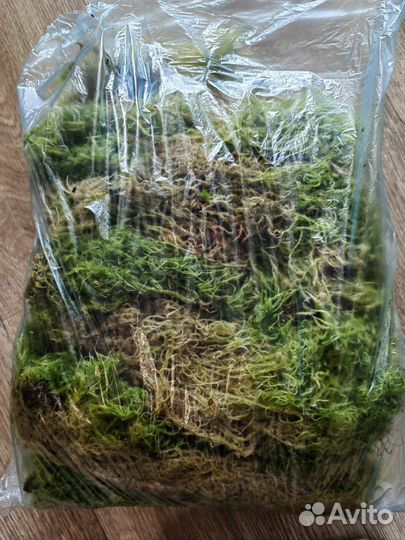 Мох сфагнум