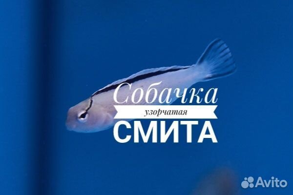 Собачка узорчатая Смита, L(морская рыба в наличии)