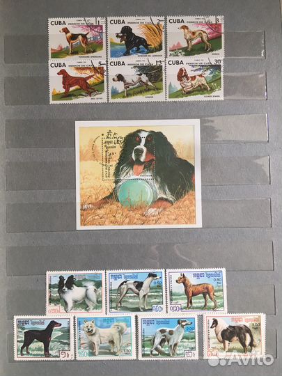 Собаки охотничьи, комнатные, боевые