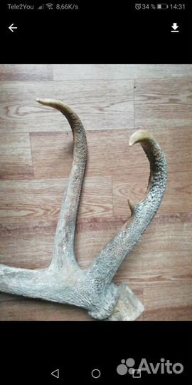 Рога 1700торг