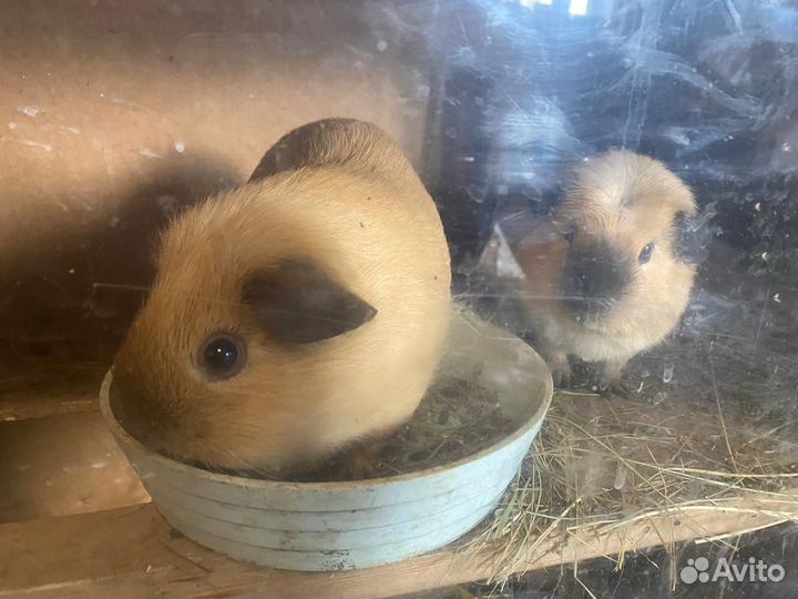 Морская свинка английский селф