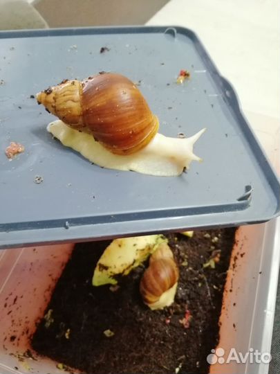 Улитки ахатины