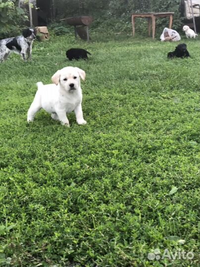 Щенки лабродора