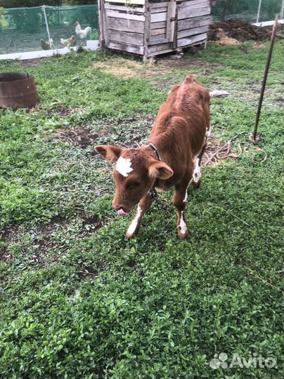 Корова телка