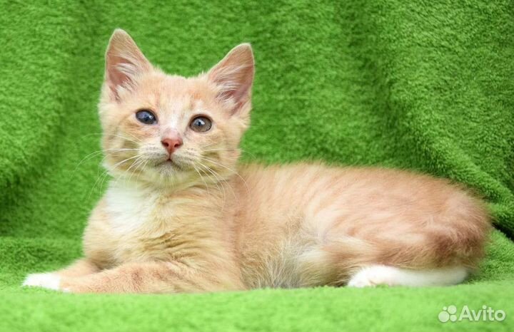 Кошка в дар бесплатно