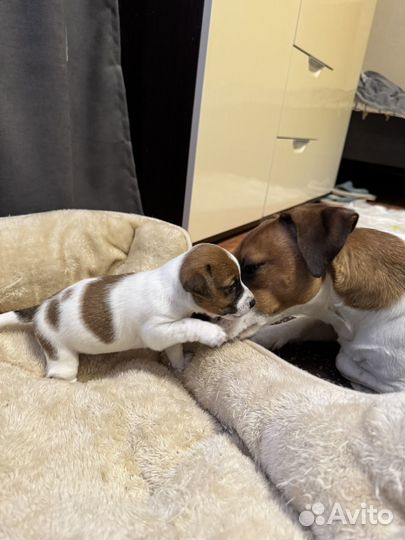 Щенки джек рассел терьер