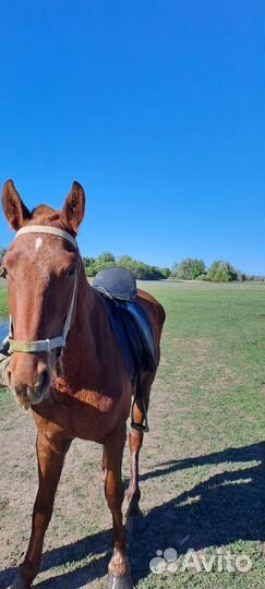 Лошадь жеребец мерин