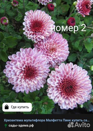 Хризантемы мультифлора, гвоздика ампельная