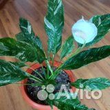 Спатифиллумы, замиакулькасы, карисса