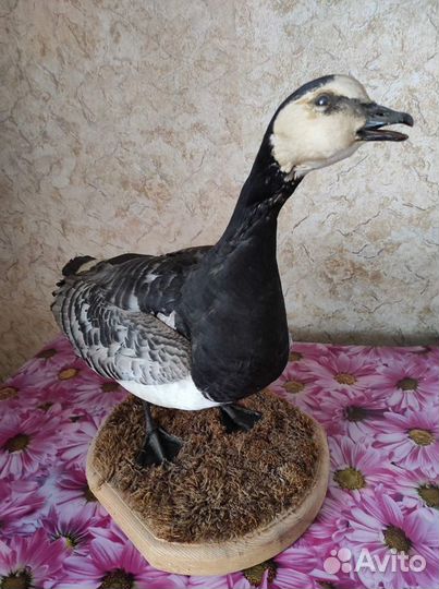 Чучело гуся