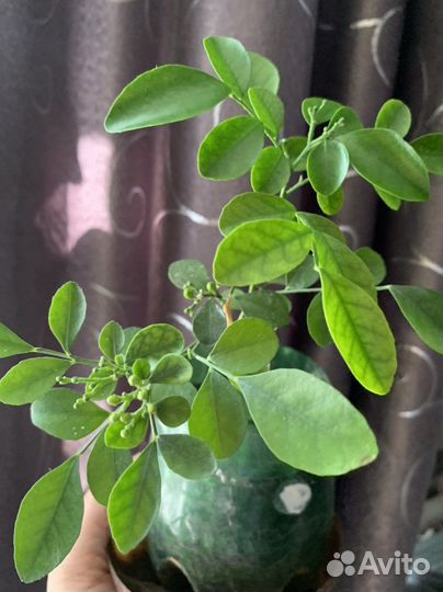 Муррайя метельчатая