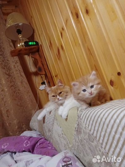 Британец мальчик