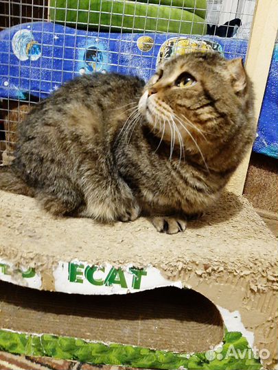 Баффи в добрые руки