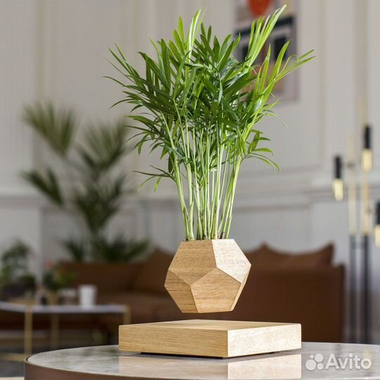 Левитирующий горшок бонсай