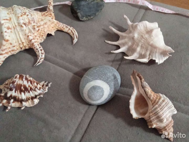 Морские ракушки раковины
