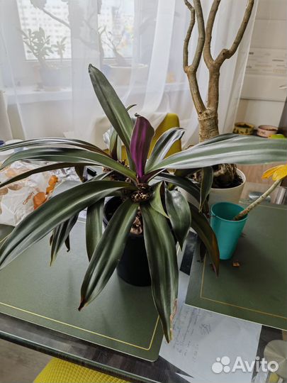 Цветы, здоровые, большие