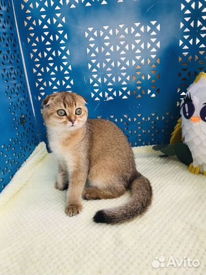 Золотая шиншилла