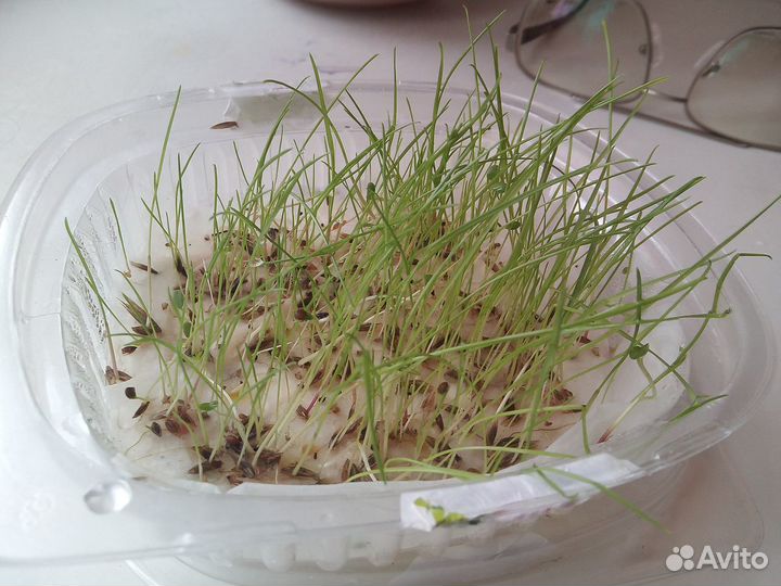 Злако-бобовые травосмеси семян