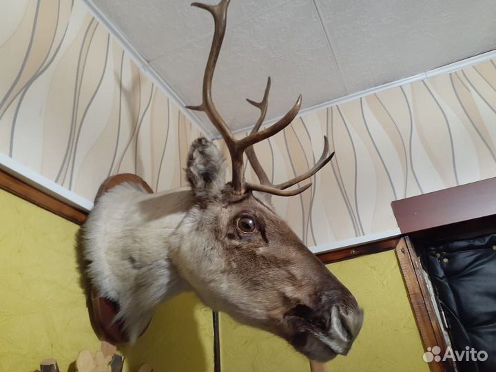 Чучела животных