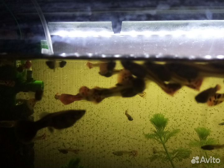 Продаю гюпики молодые