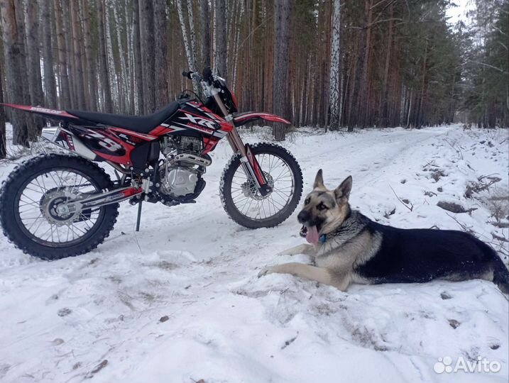 Вязка вео кобель