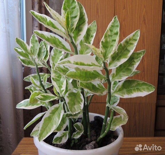 Педилантрус, пеперомия