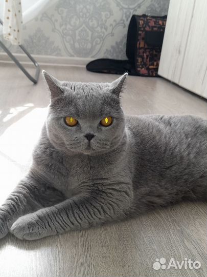 Британская кошечка
