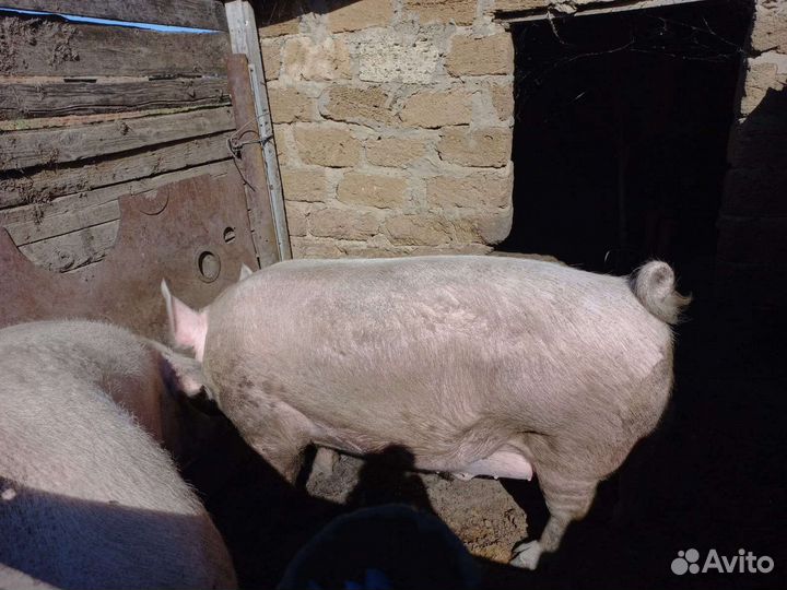 Хряк ландрас