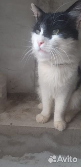 Кот