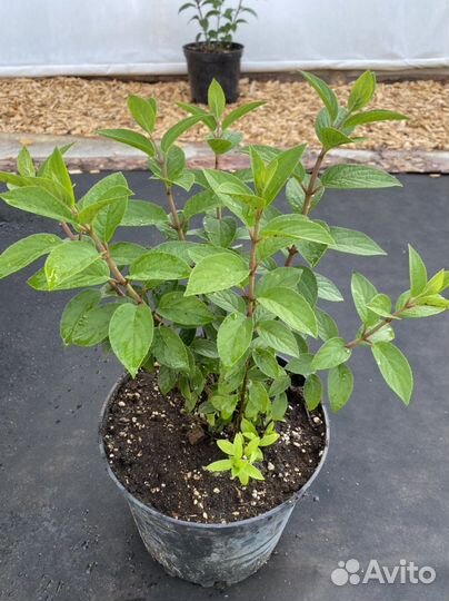 Гортензия двухлтнее бобо (BoBo)