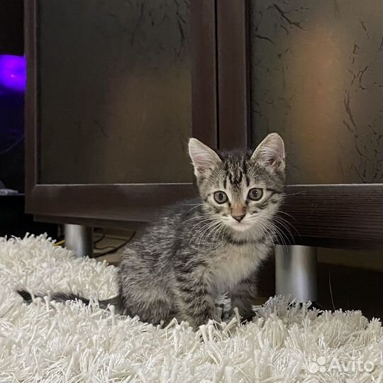 Котята даром