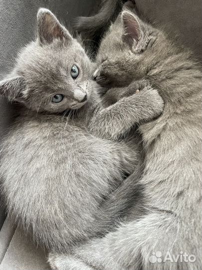 Отдам дымчатых котят